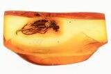 Detailed Fossil Dagger Fly (Empididae) In Baltic Amber #300667-1